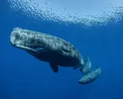 Sperm Whale Dialects Differ Across the Mediterranean Sea