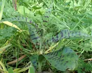 Spotted Orchids in a Derbyshire Garden: A Miracle of Nature