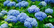 Sprinkle Coffee Grounds on Soil for Blue Hydrangeas, Experts Say