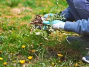 Stop Garden Weeds Without Pulling or Spraying Using Cardboard Mulch