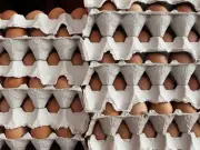 Stop Recycling Egg Boxes: Use Them in Your Garden Instead for Seed Starting