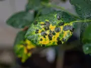 Stop Rose Black Spot with Sulphur Spray: Gardener's Tip