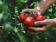 Stop Storing Tomatoes in Fridge: Expert Reveals Sweet and Juicy Secret