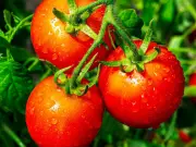 Stop Throwing Away This Garden Scrap for Faster, Tastier Tomatoes
