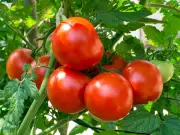 Stop Tomato Plants Rotting: Simple June Garden Trick Using One Item