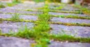 Stop Weeds on Patios Forever with This Simple Kitchen Item