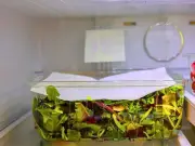 Store Lettuce with Paper Towel to Keep It Fresh for a Week Longer
