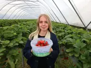 Strawberry Picking at Kenyon Hall Farm: A Ticketed Summer Delight