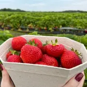 Strawberry Picking Returns to Kenyon Hall Farm Near Manchester