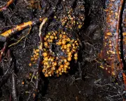 Subterranean Fungi Networks Span 110 Quadrillion Km, Study Finds