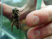 Summer Heat Brings Surge in Horseflies: What You Need to Know