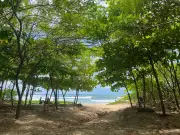 Surfer's Mission: Transforming Costa Rica's Coastline with 100,000 Trees