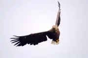 Suspicious Disappearance of Rare White-Tailed Eagle in North York Moors