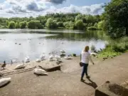 Swans at Moses Gate Park Hit with Sticks, Left Harmful Food, Councillors Hear