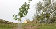 Sycamore Gap Sapling Stolen from Wray Castle; Police Hunt Thieves