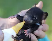 Tassie Devils Steal Shoes and Laundry, But I Adore Them