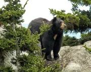 Teen Injured by Black Bear While Hiking in Washington State Park