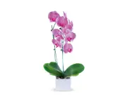 Temperature Drop Trick Makes Orchids Bloom Again: Simple Hack