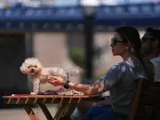 Thousands demand law banning dog walks in UK heatwaves after record temperatures