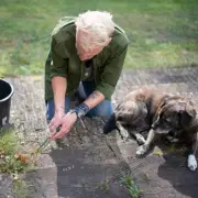 Three common ingredients make an effective homemade weed killer