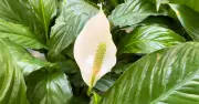 Three Essential Peace Lily Care Tips for Beautiful Blooms This Summer