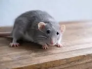 Three Herbs to Keep Rats Out of Your Home All Summer
