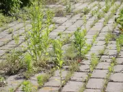 Three household ingredients create effective weed killer for patios