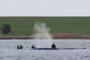 Timmy the Whale's Carcass Dragged onto Danish Beach After Weeks