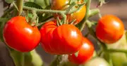 Tomato Plants Thrive With One Household Item: Gardening Hack