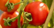 Tomatoes grow faster and tastier with nettle fertiliser gardeners love