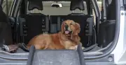 Top 5 Family SUVs for Dog Owners in 2026: Best Deals & Savings
