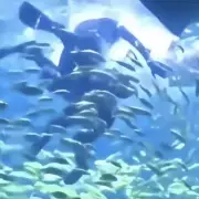 Tourist Attacked by 10-Foot Shark Seconds Into Aquarium Experience
