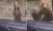 Tourist Mauled by Bear in Romania's Carpathian Mountains After Feeding It