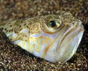 Toxic Weever Fish on Beach: A 1906 Warning