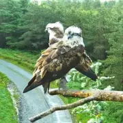 Tragic Loss: Three Osprey Chicks Die From Hypothermia in Welsh Nest