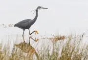Tropical Heron Spotted in UK for First Time as Climate Shifts Bird Ranges