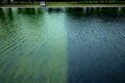 Trump Administration Compares Reflecting Pool Algae Battle to Iran War