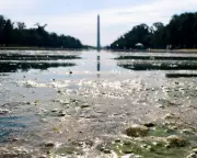 Trump's Botched Reflecting Pool Renovation Becomes National Metaphor