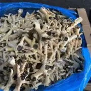 Two Women Charged in £10 Million Illegal Chicken Feet Cartel