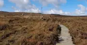 UK 'Bermuda Triangle' Ruabon Moor Notorious for Hen Harrier Killings