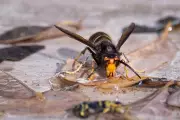 UK Braces for Asian Hornet Invasion Amid Record Heatwave