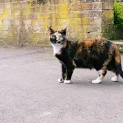 UK cat collision law petition reaches 113,000 signatures for debate