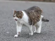 UK Cat Law Update: Petition for Mandatory Reporting of Hit-and-Run Cats Hits 113K