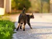 UK Cat Owners Face Two-Day Deadline for Major Legal Change Petition