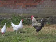 UK Chicken Shortage Warning as Extreme Heatwave Threatens Food Supply