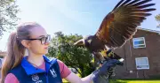 UK College Pioneers Falconry Qualification Amid Ethical Debate