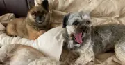 UK Dog Thefts: 99% of Thieves Evade Justice, Study Reveals