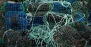 UK Fishing Bycatch Crisis: 10,000 Seabirds and 1,000 Dolphins Killed Yearly