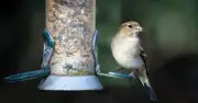 UK Garden Birds Hit by Trichomonosis: How You Can Help Stop Spread