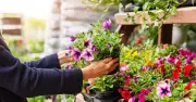 UK Gardeners Urged to Move Potted Plants to Shade Before Friday Heatwave